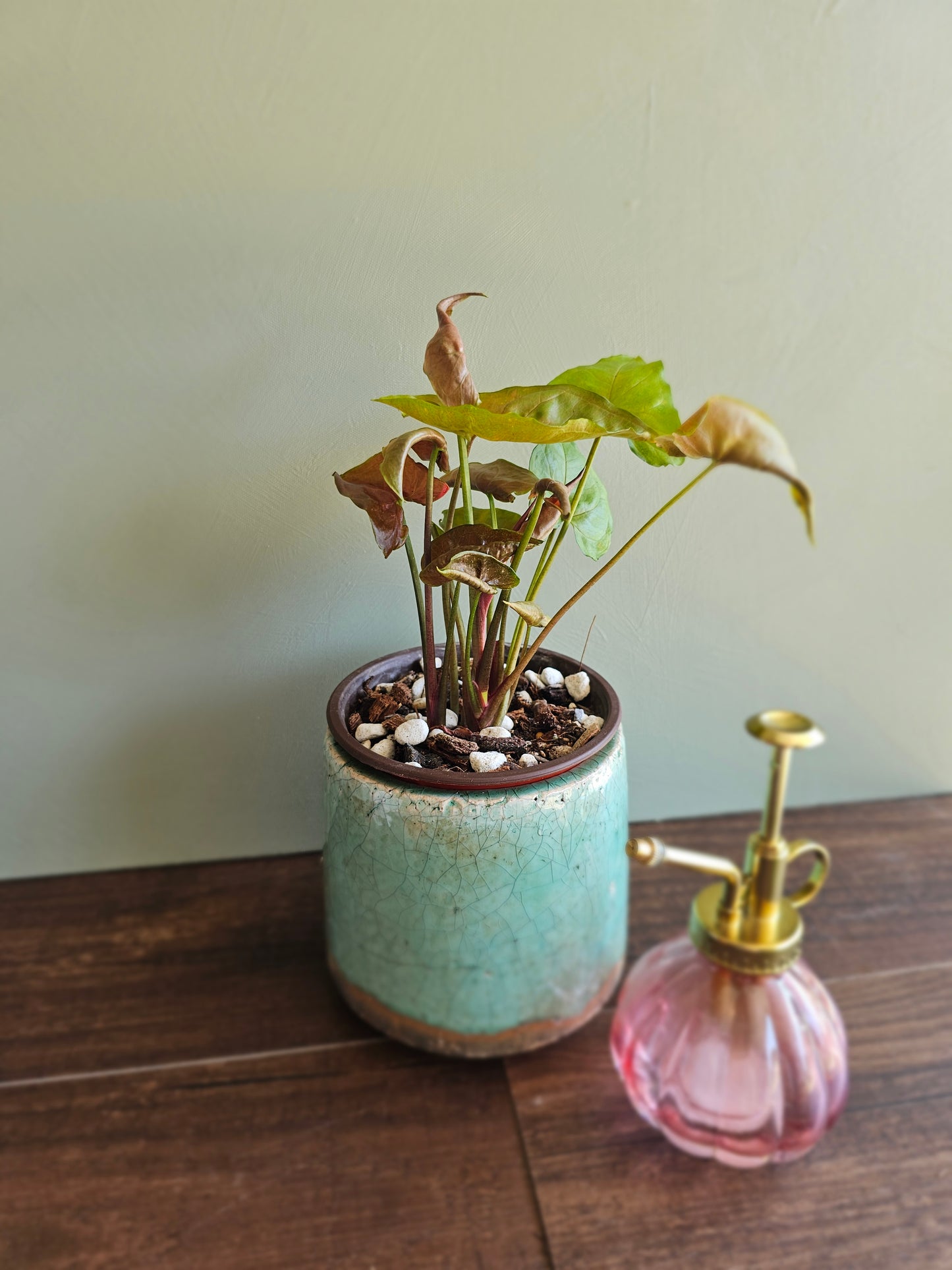 Syngonium Maria