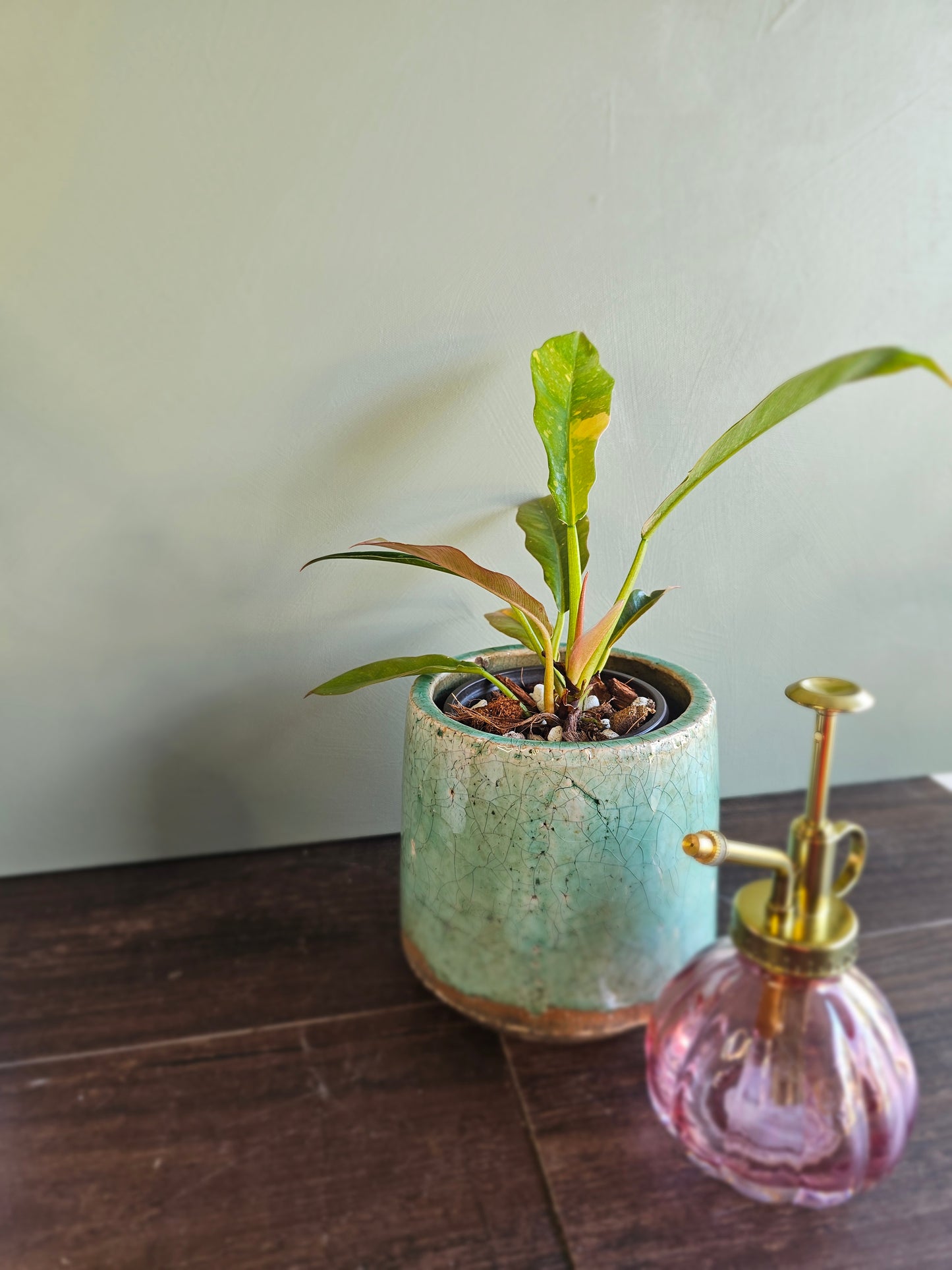 Philodendron Ring of Fire