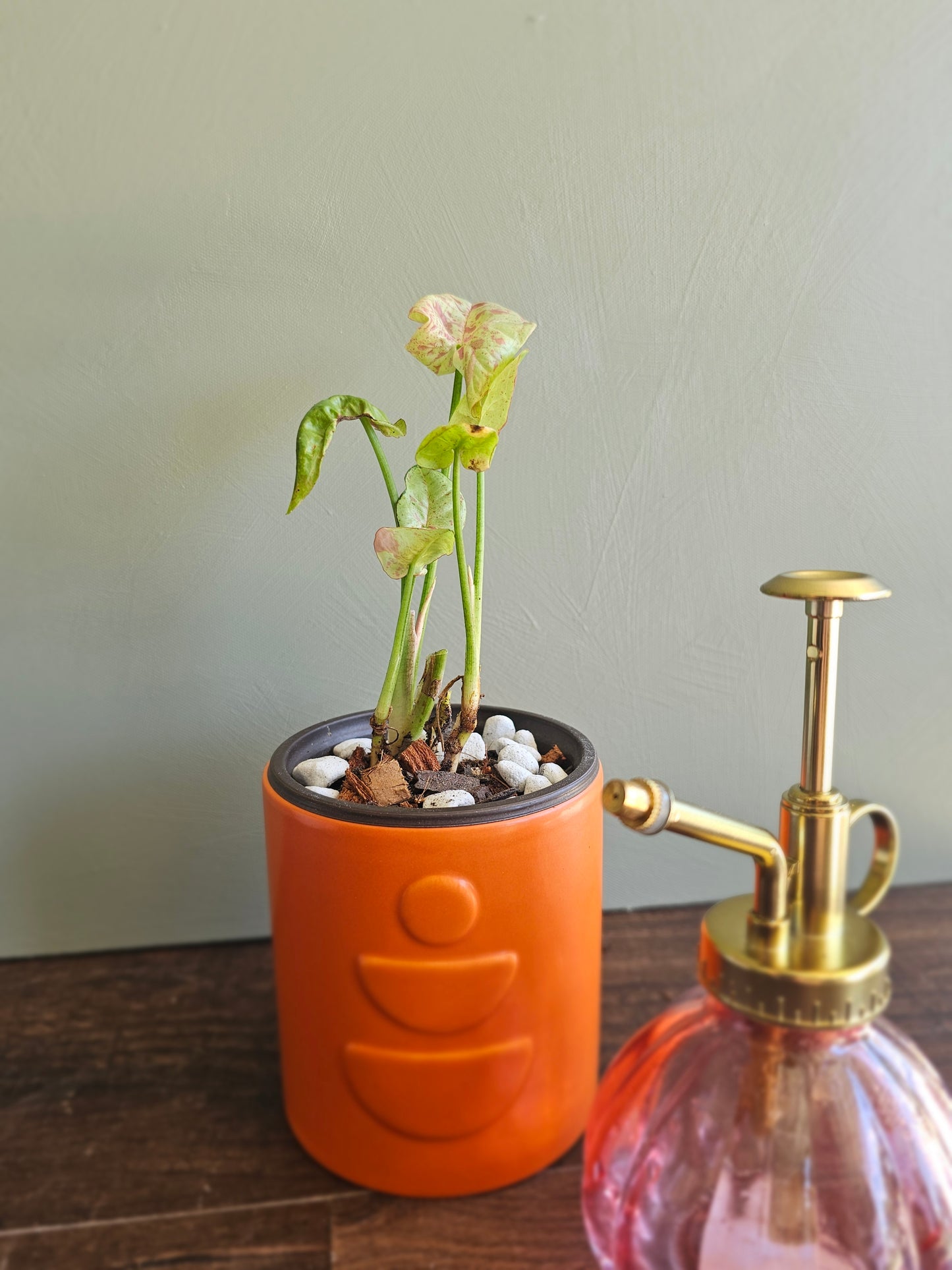 Syngonium Milk Confetti