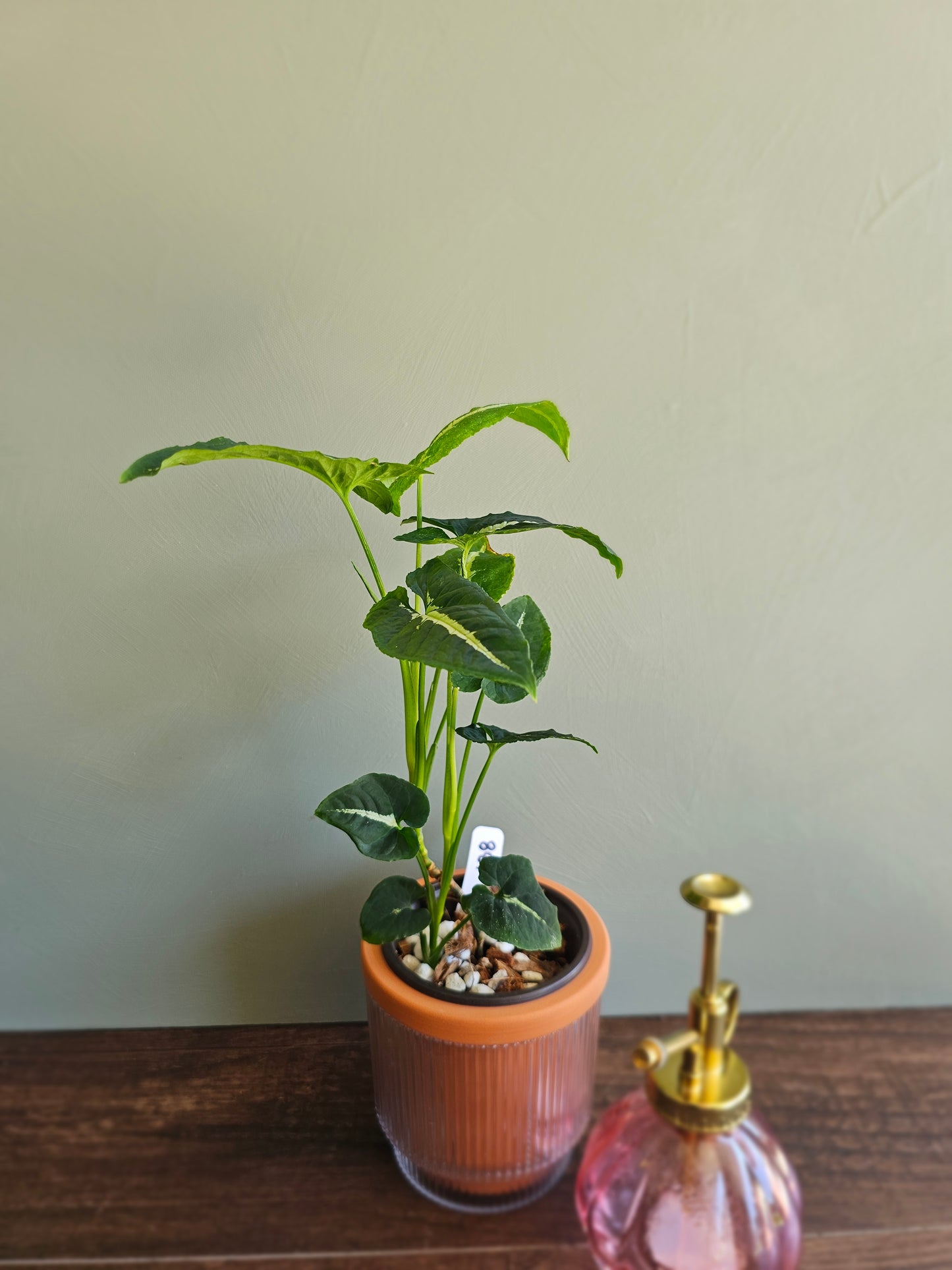 Syngonium Wendlandii