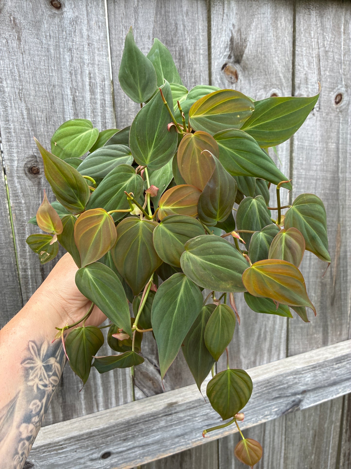 Philodendron Micans
