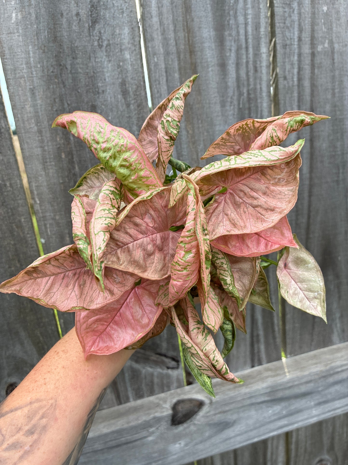 Syngonium Pink Rolli
