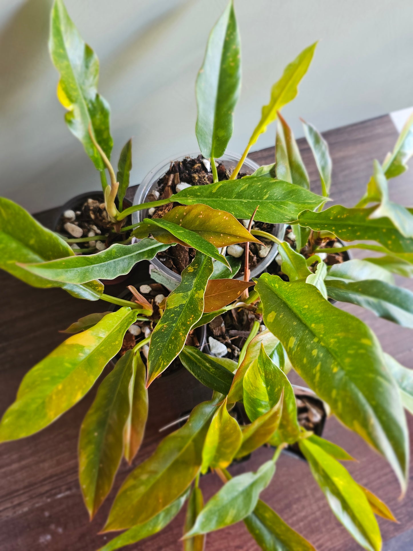 Philodendron Ring of Fire