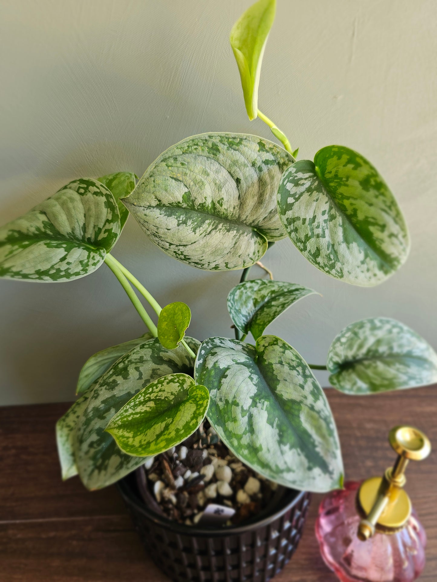 Scindapsus Pictus Exotica
