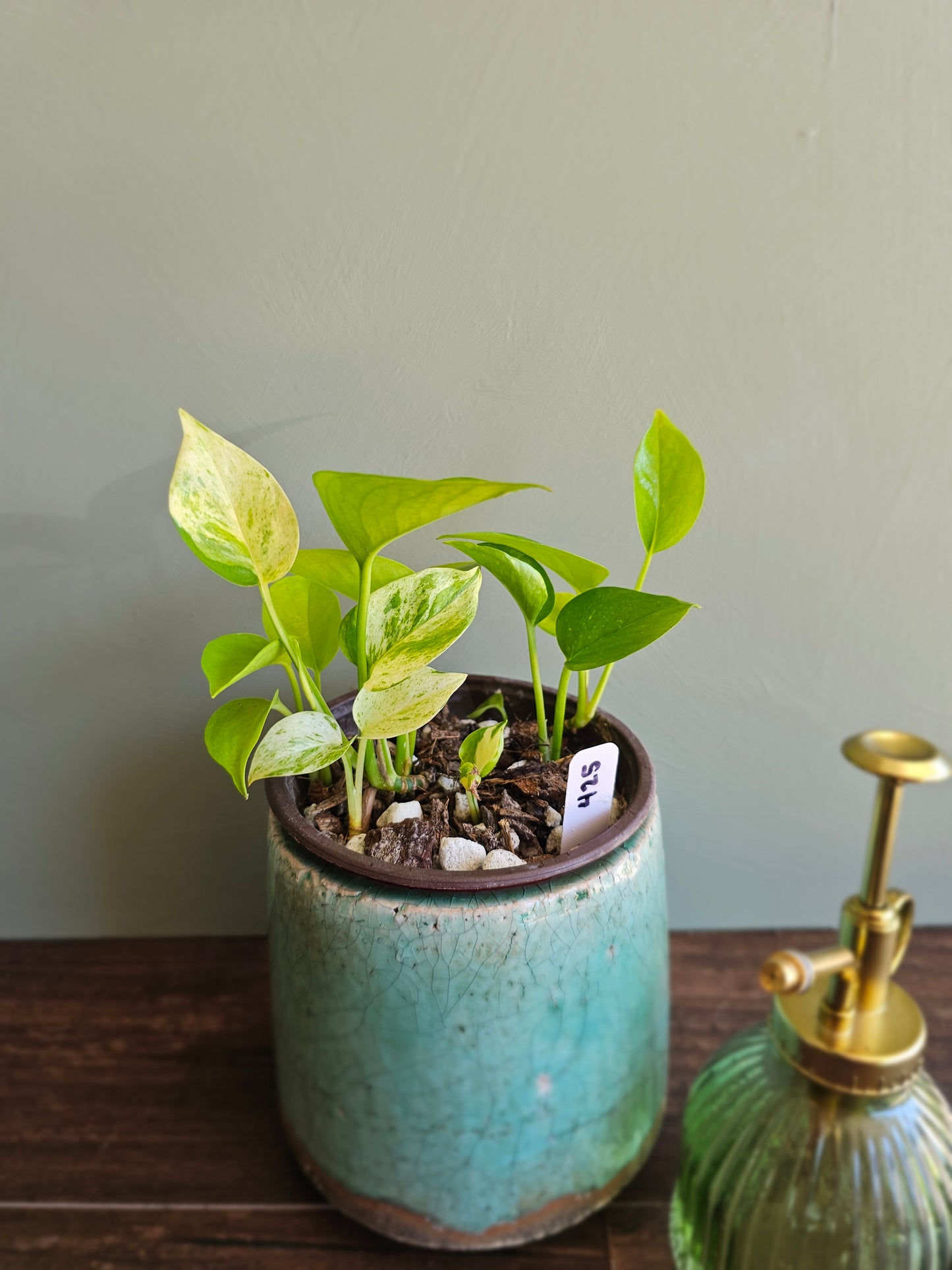 Mixed Pothos