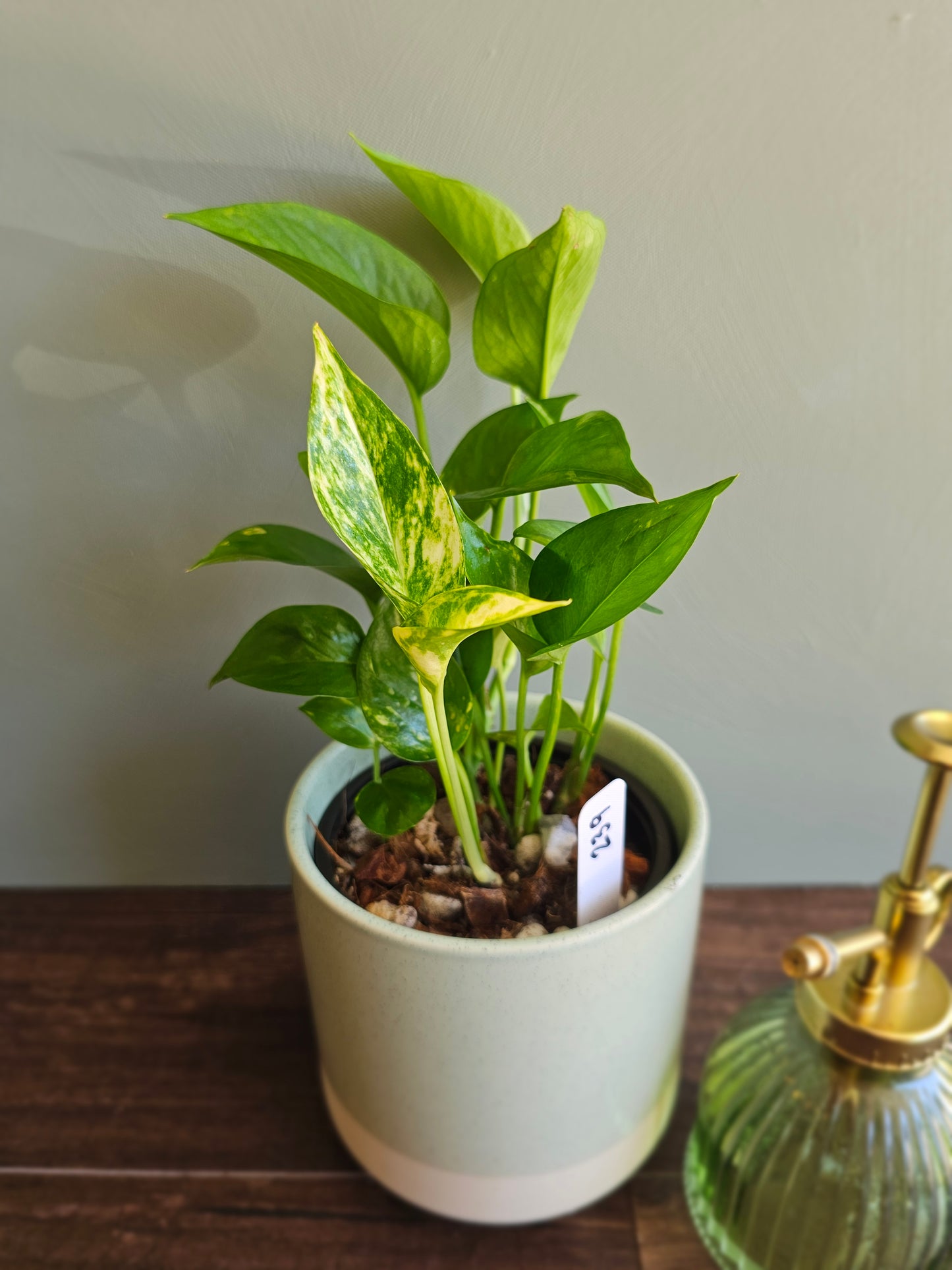 Golden Pothos