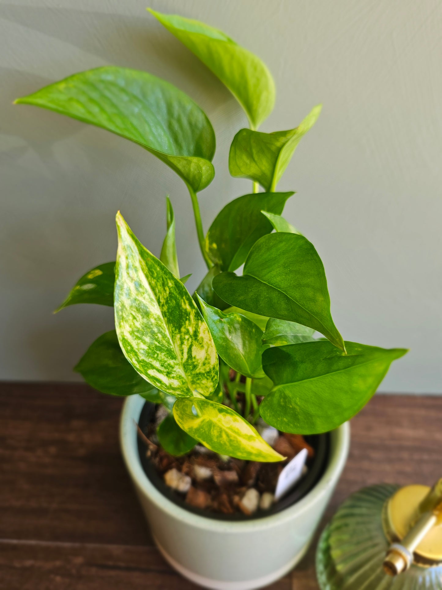 Golden Pothos