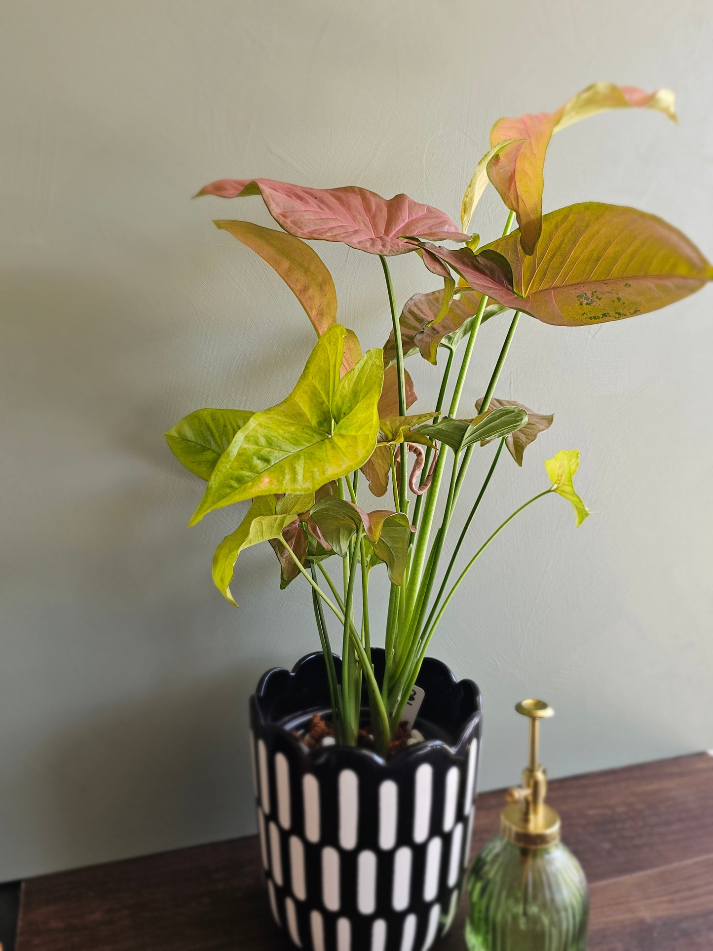 Syngonium Allusion