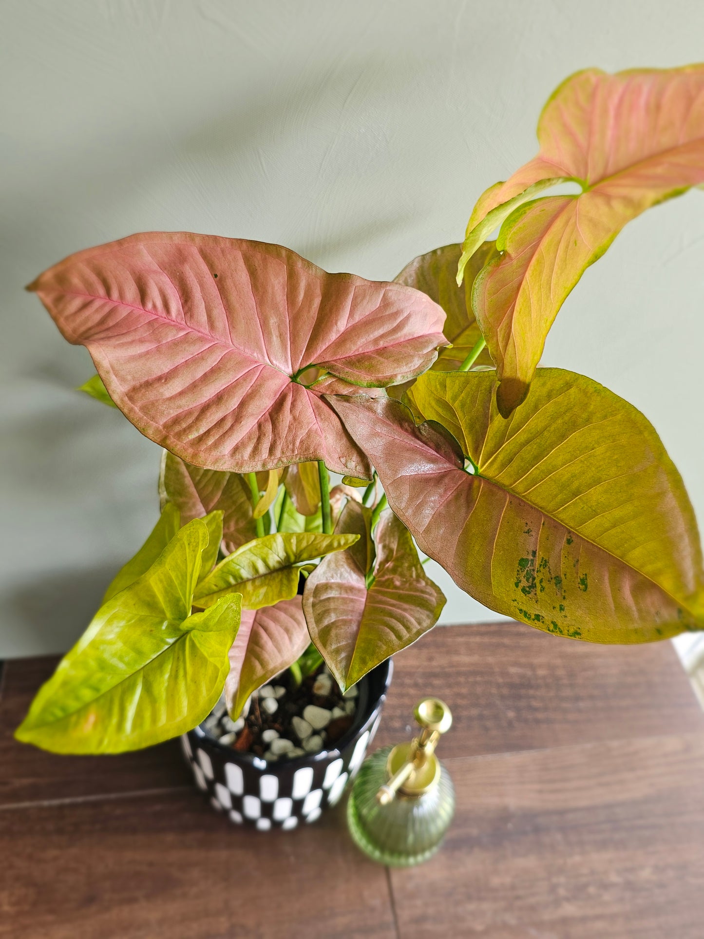 Syngonium Allusion