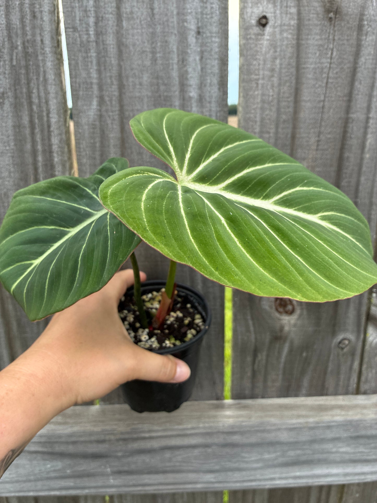 Philodendron Gloriosum Zebrina