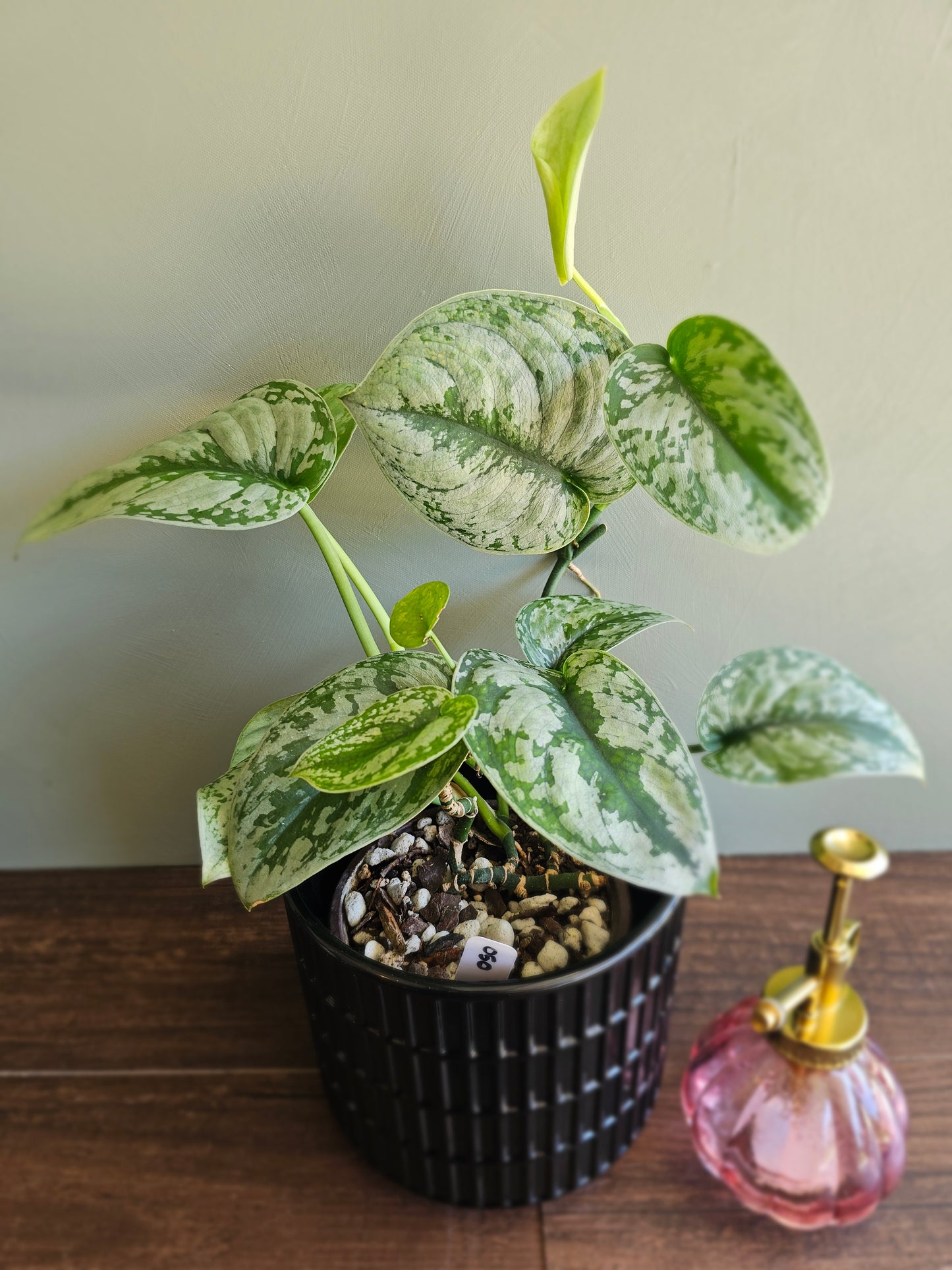 Scindapsus Pictus Exotica