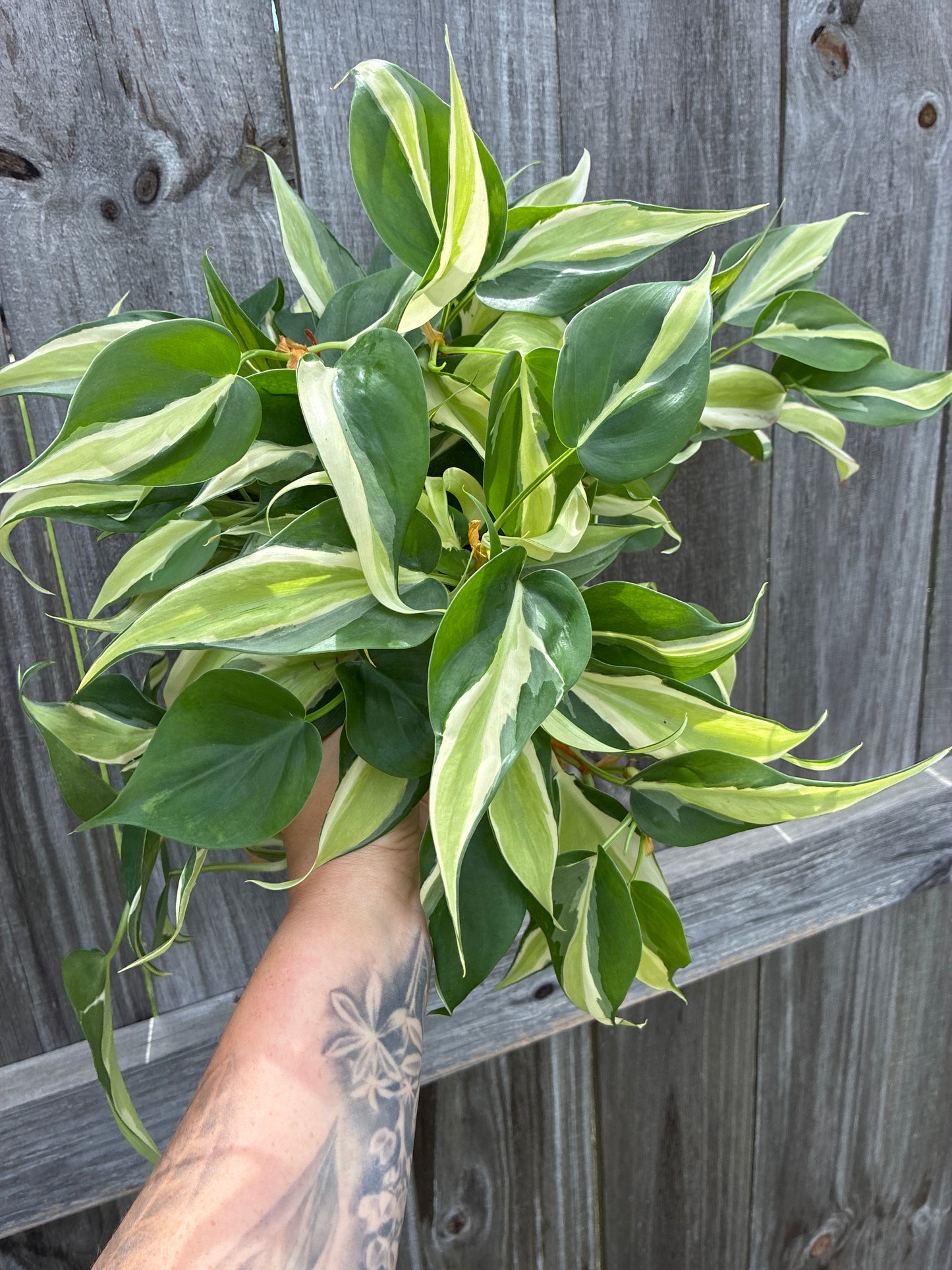 Philodendron Silver Stripe