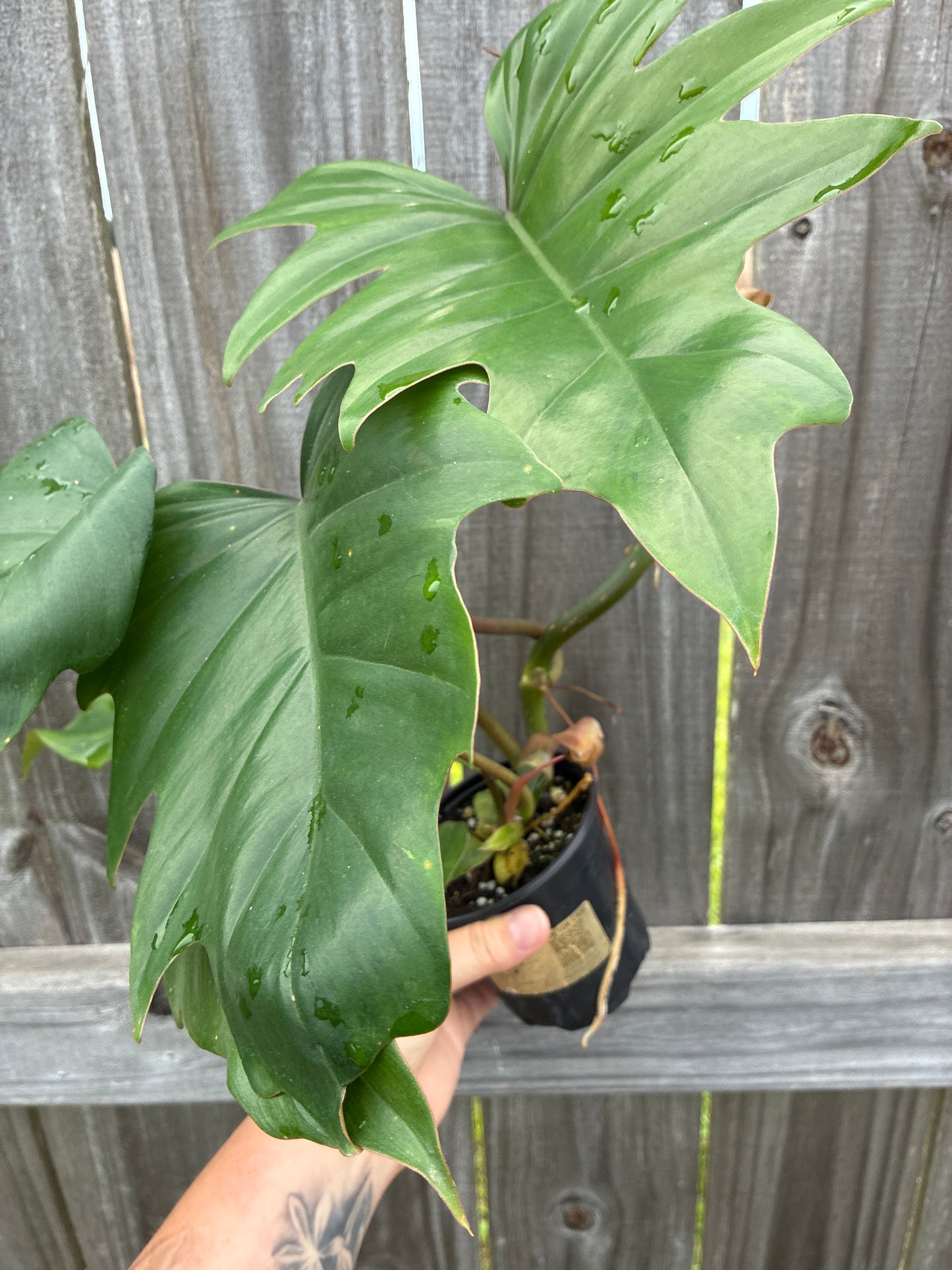 Philodendron Bipinnatifidum