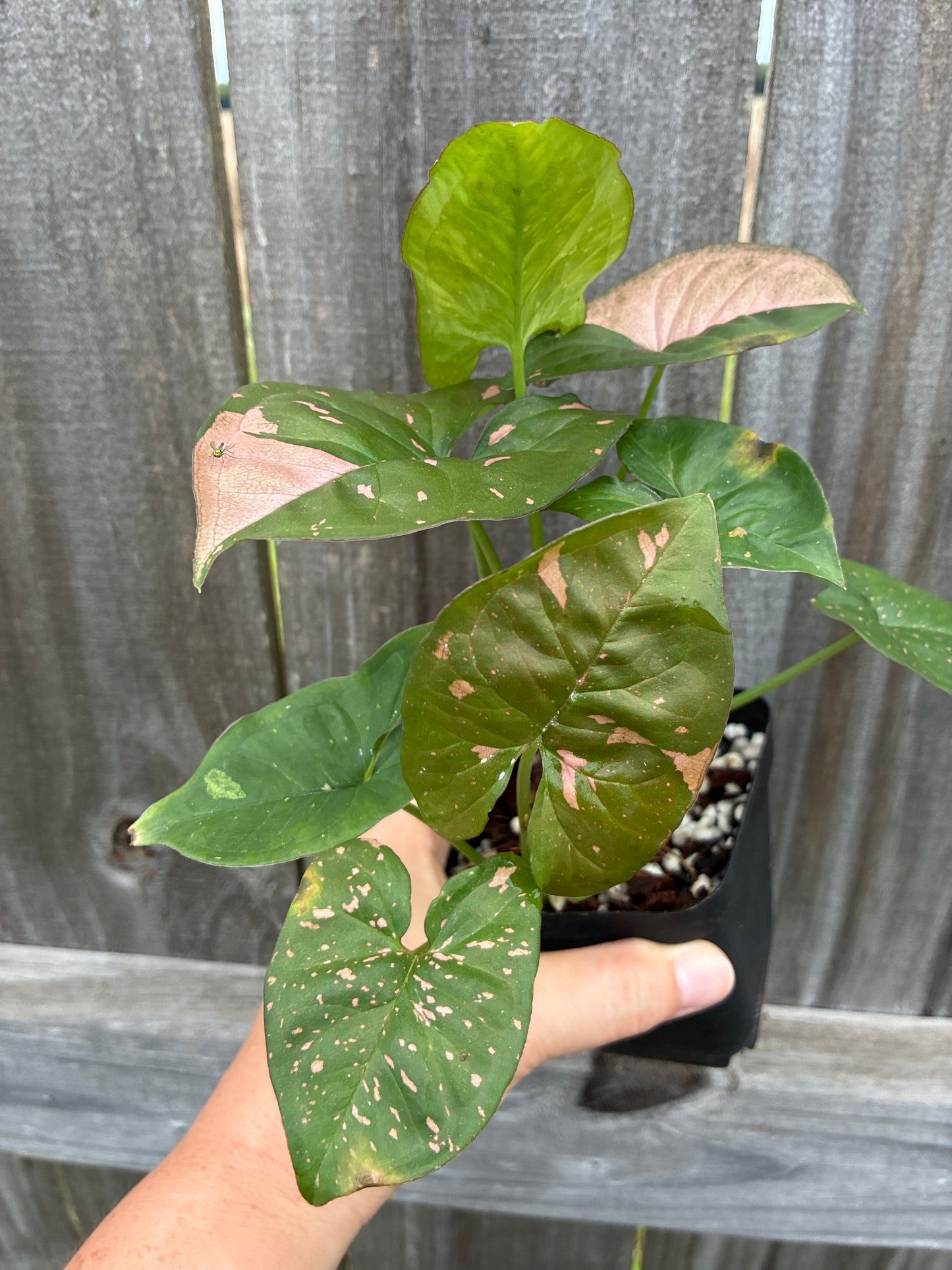 Syngonium Pink Flecked