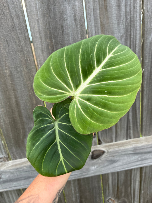 Philodendron Gloriosum Zebrina 6"