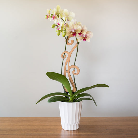 Flora™ - Plant trellis designed for Orchids