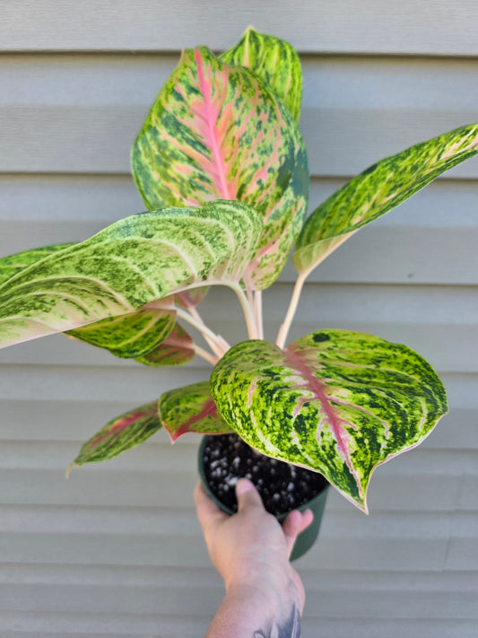 Aglaonema Full House 6"