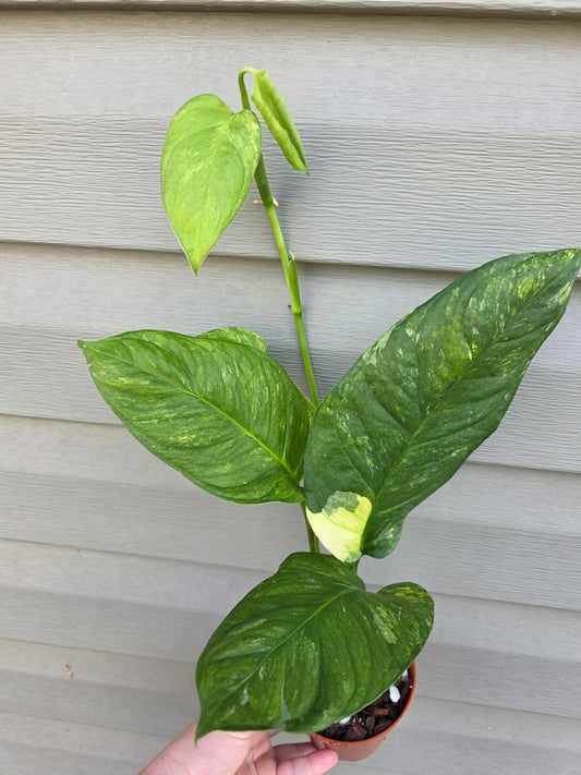 Monstera Muyana 4"