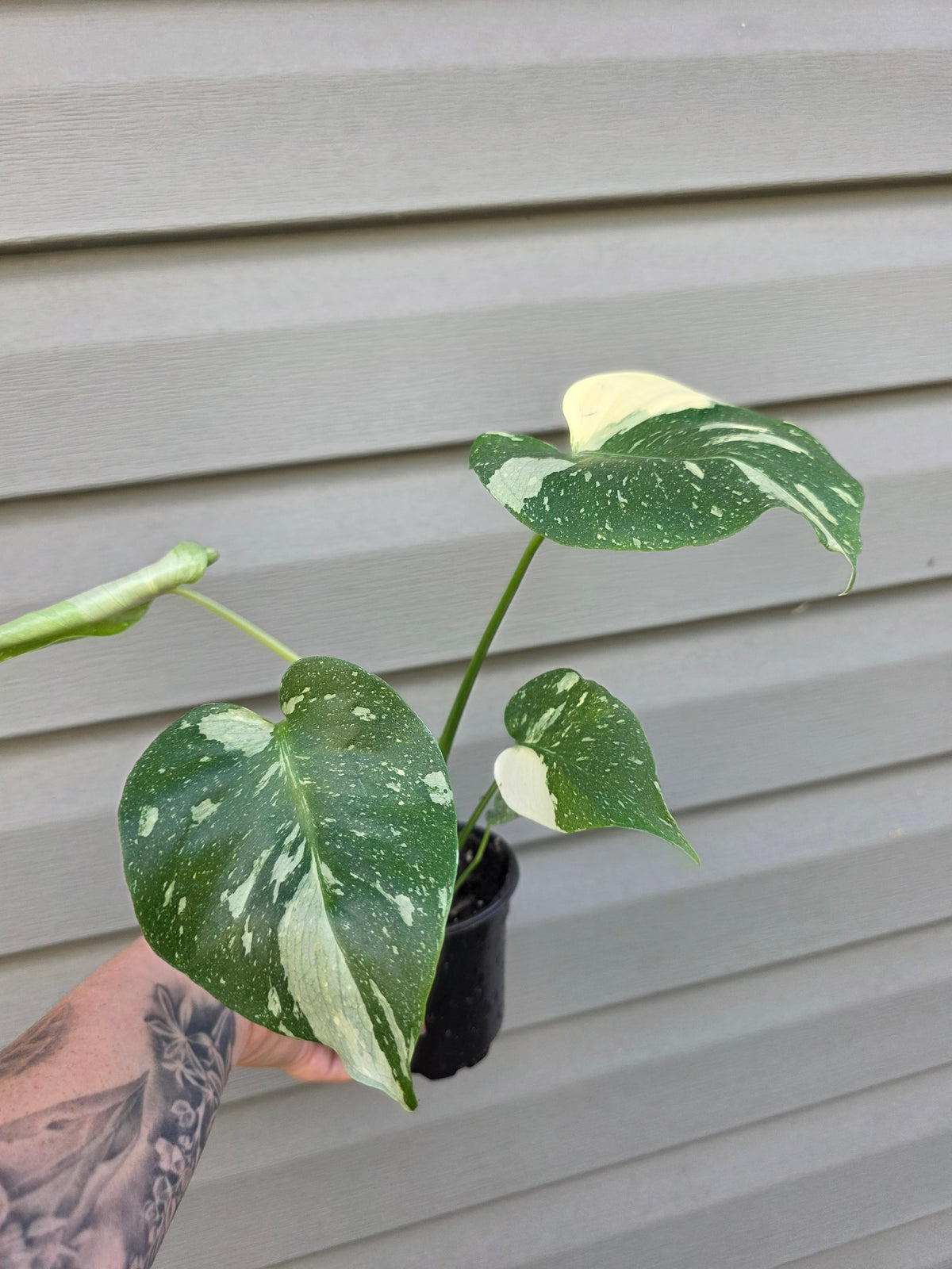 Monstera Thai Con 4"