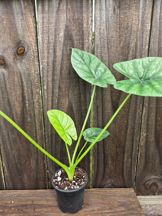 Alocasia Lukiwan