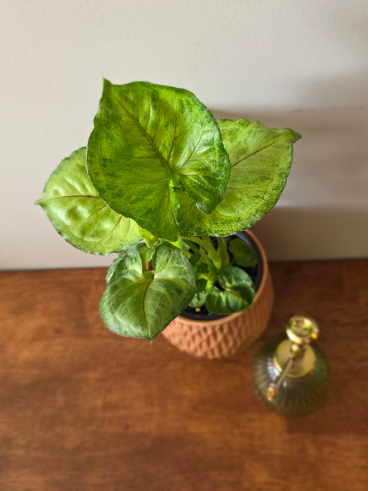 Syngonium Bob Allusion