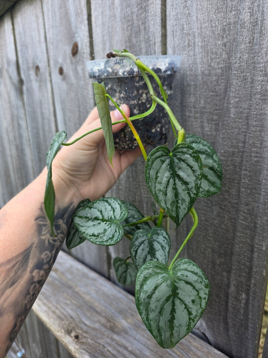 Philodendron Branditanium 4"