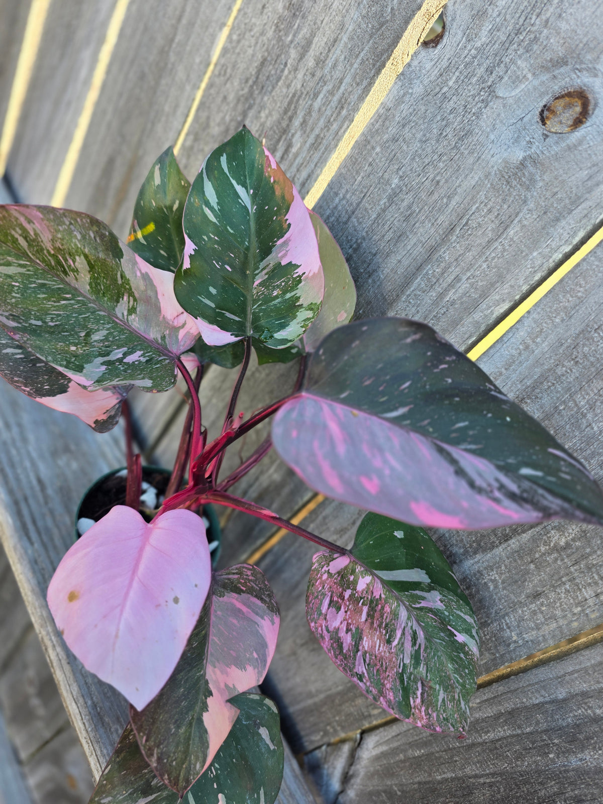 Philodendron Scarlet Princess 4"