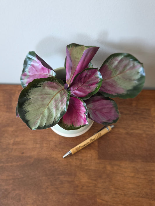 Calathea Pale Rosy