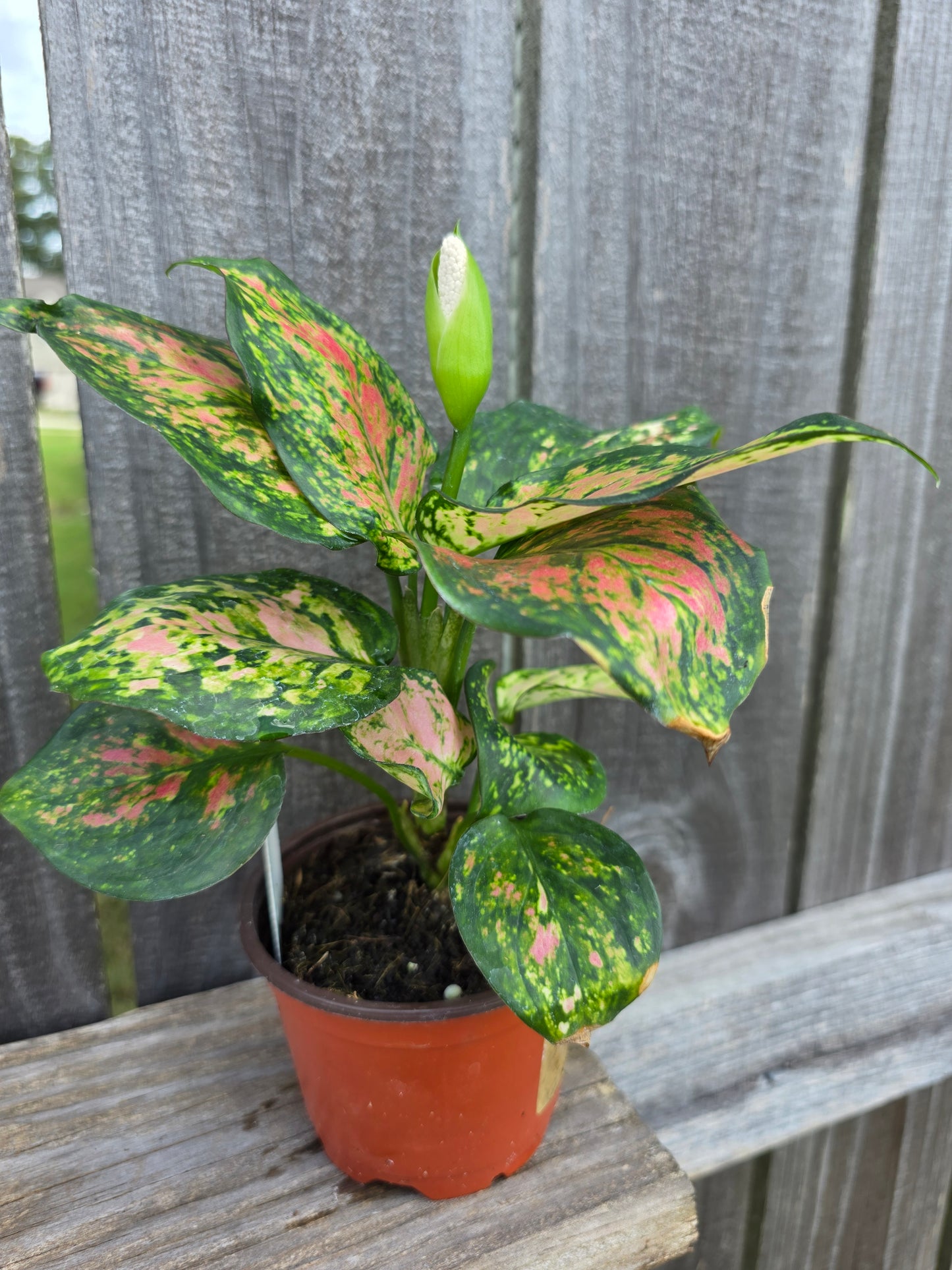 Aglaonema Katrina 4"
