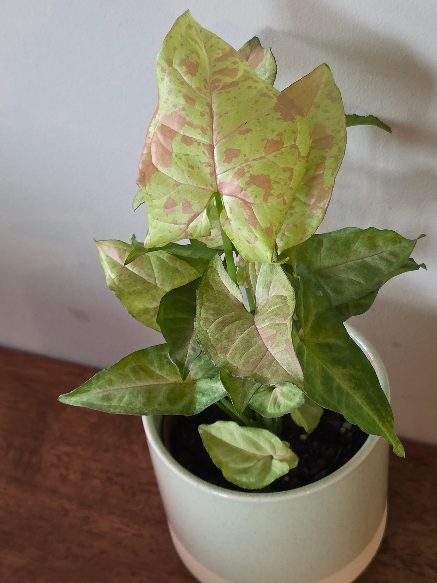 Syngonium Milk Confetti