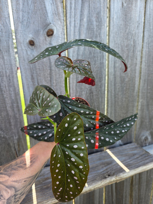 Begonia Harmony's Dark Star 4"
