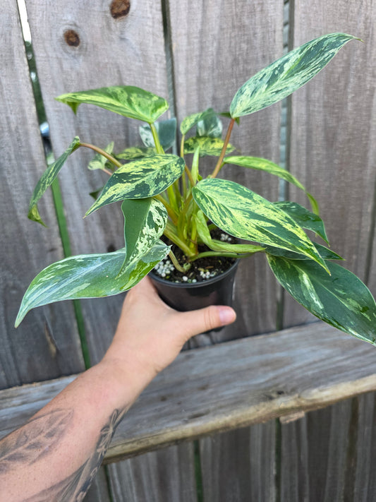 Philodendron Emerald King 4"