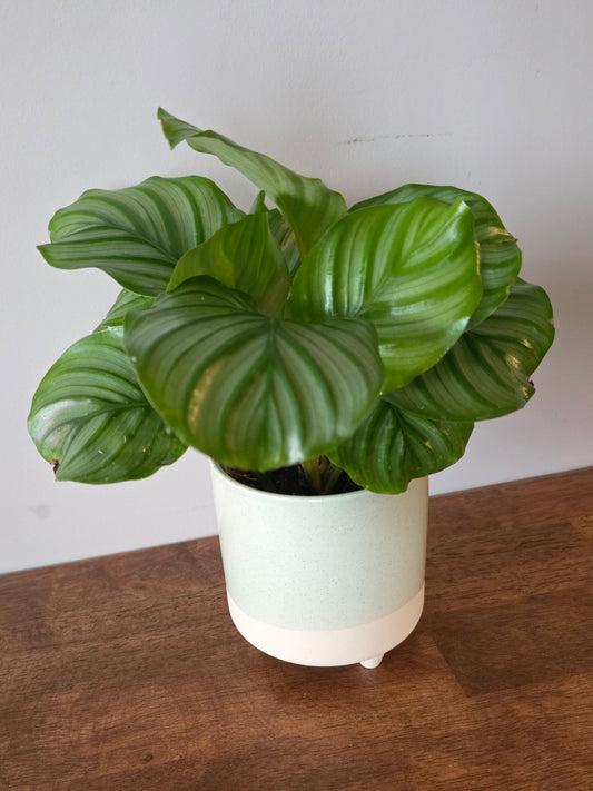 Calathea Orbifolia
