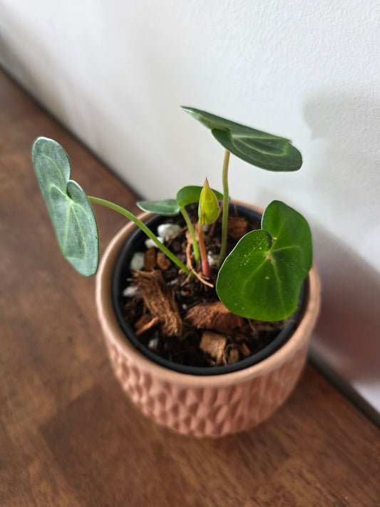 Anthurium Clarinervium