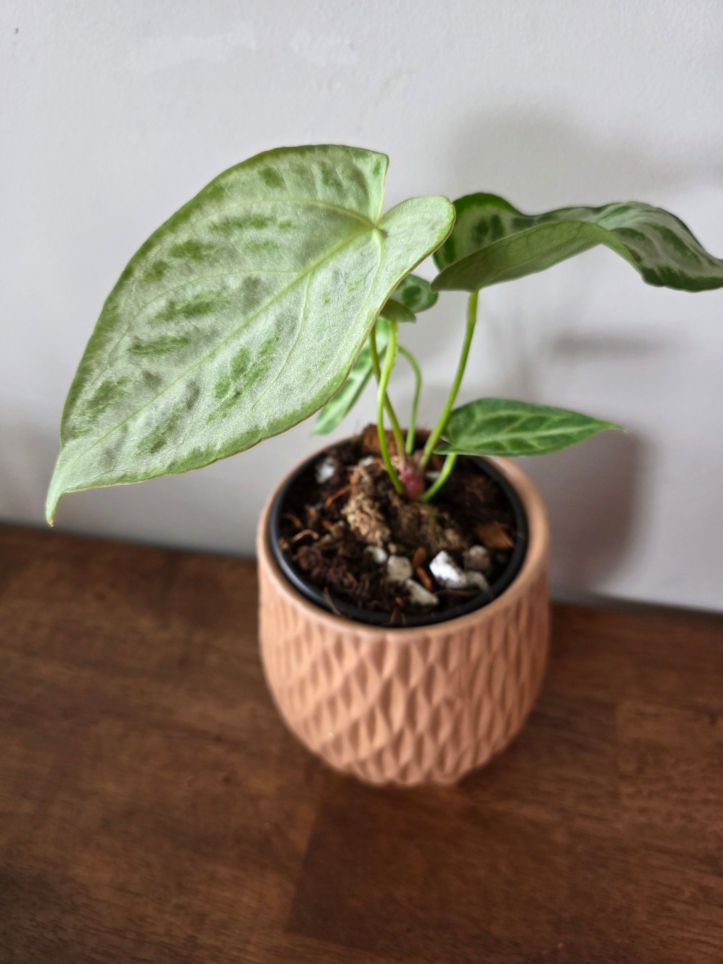 Anthurium Dorayaki x Silver Blush