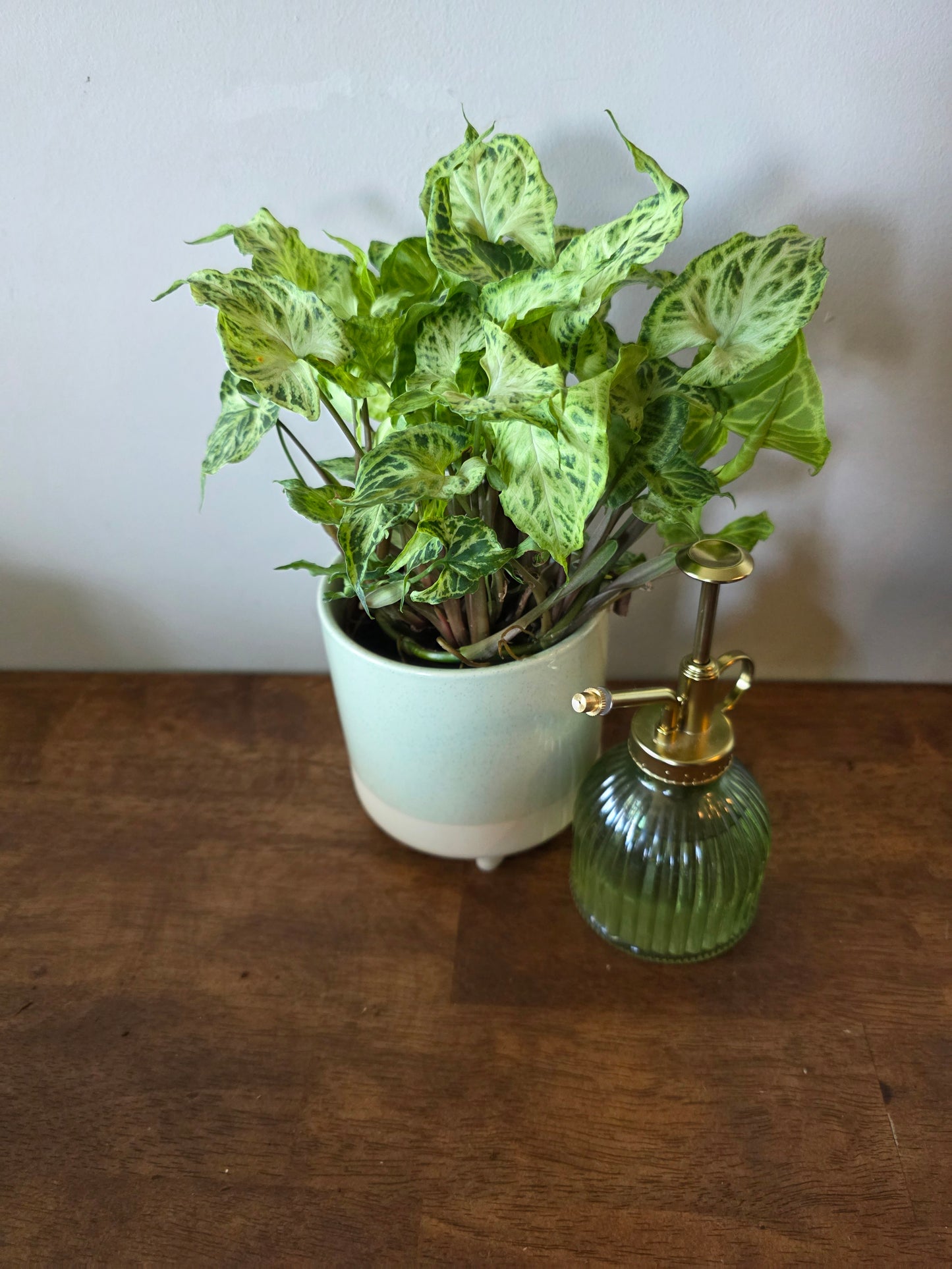Syngonium Batik