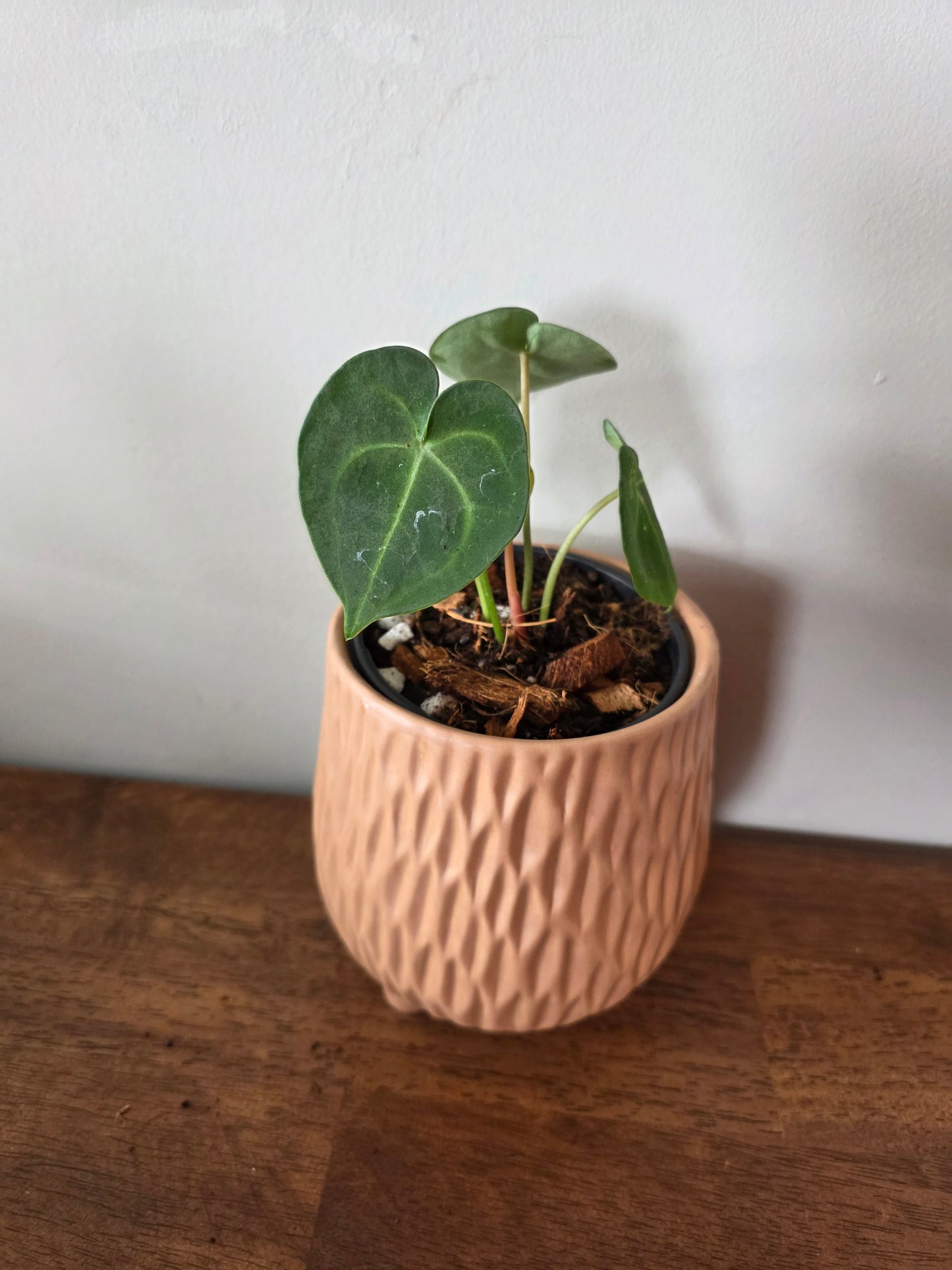 Anthurium Clarinervium