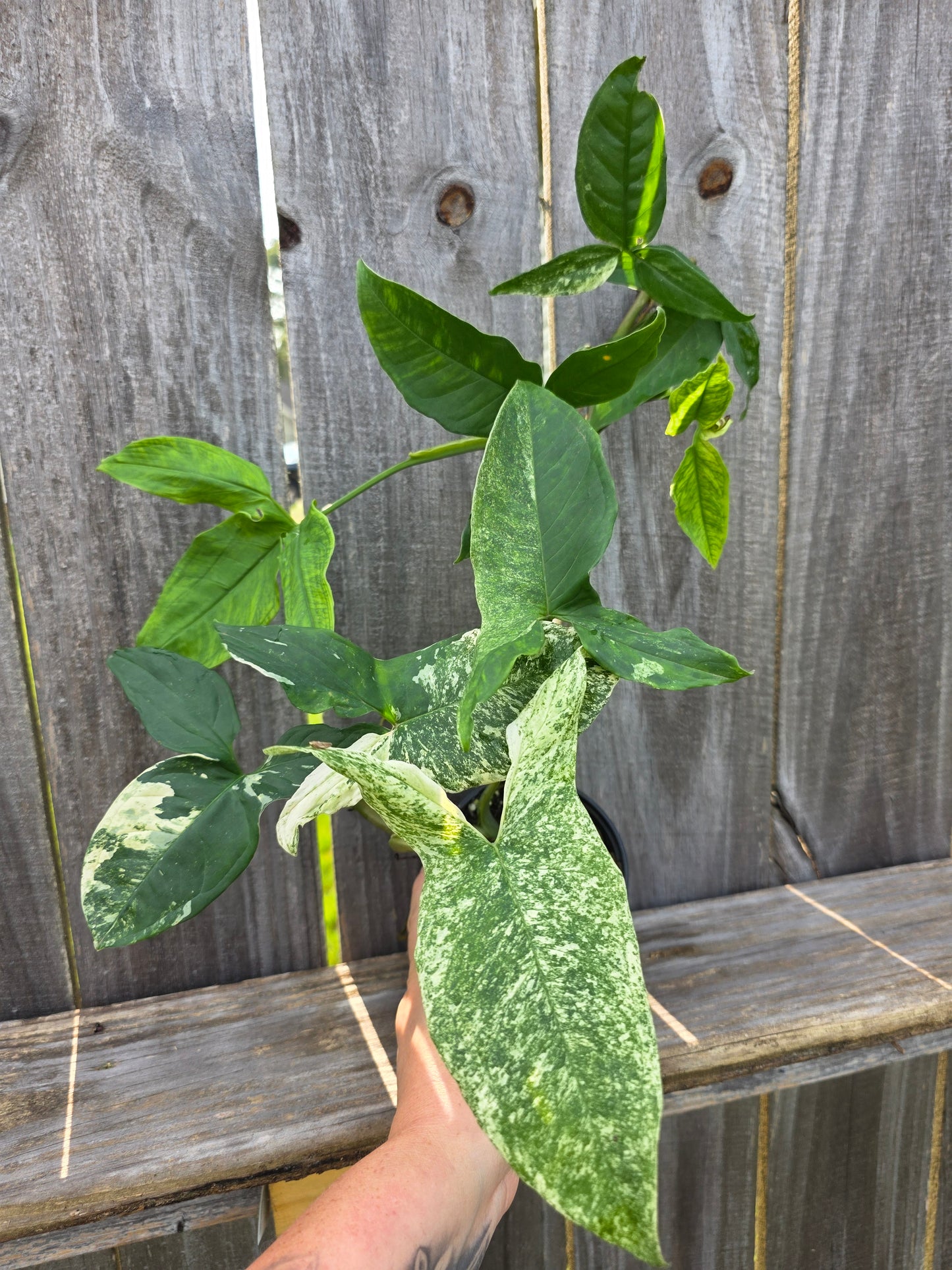Syngonium Batik Variegated