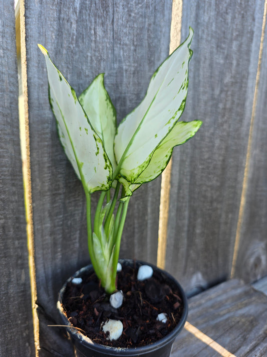Aglaonema Super White 4"