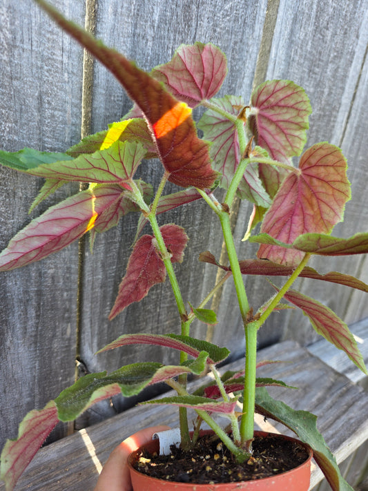 Begonia Harmony's Ginny 4"
