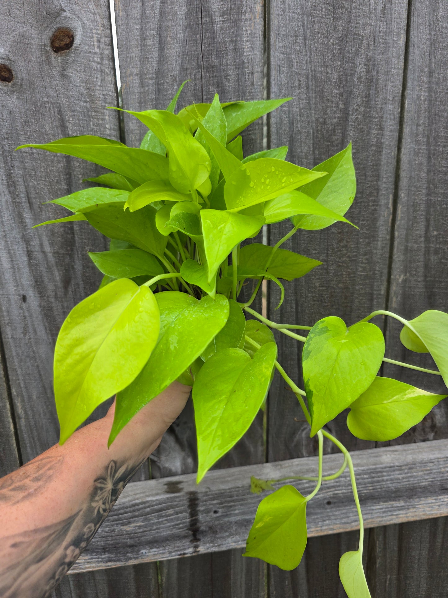 Neon Pothos 4"