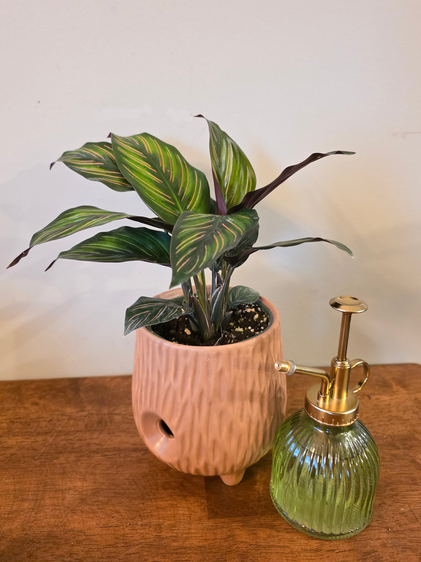 Calathea Ornata (Pinstripe)