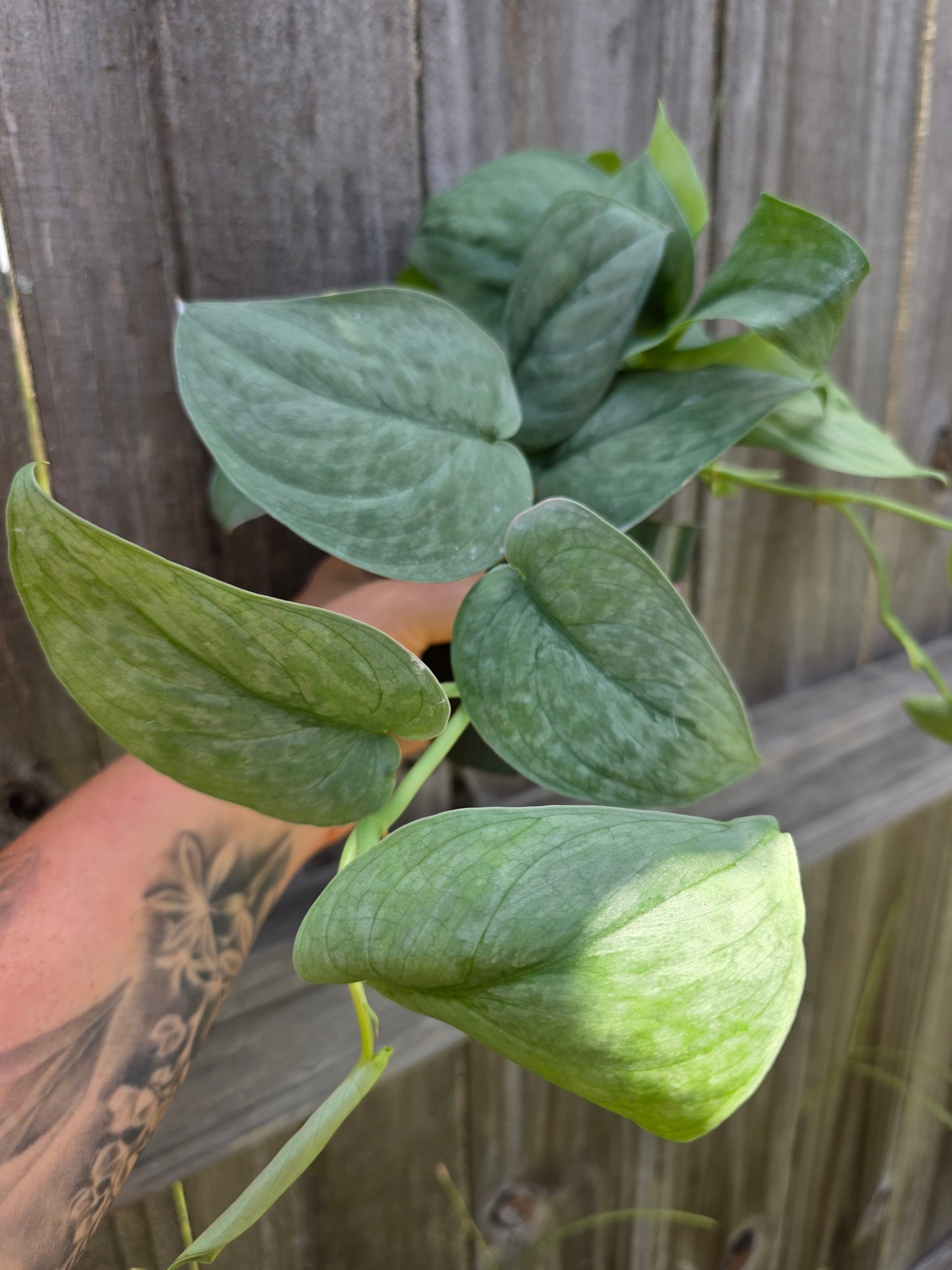 Scindapsus Platinum
