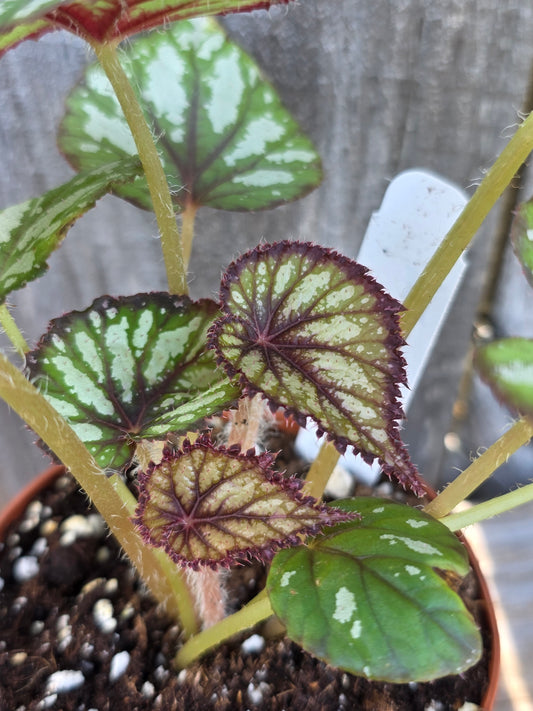 Begonia Steve's Leaves Fang 4"