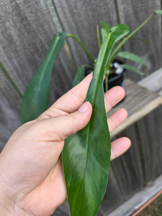 Philodendron Joepii