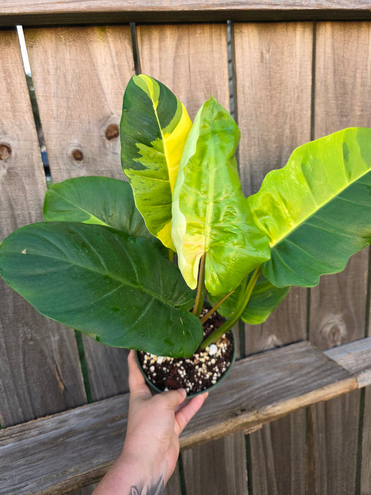 Philodendron Jungle Fever