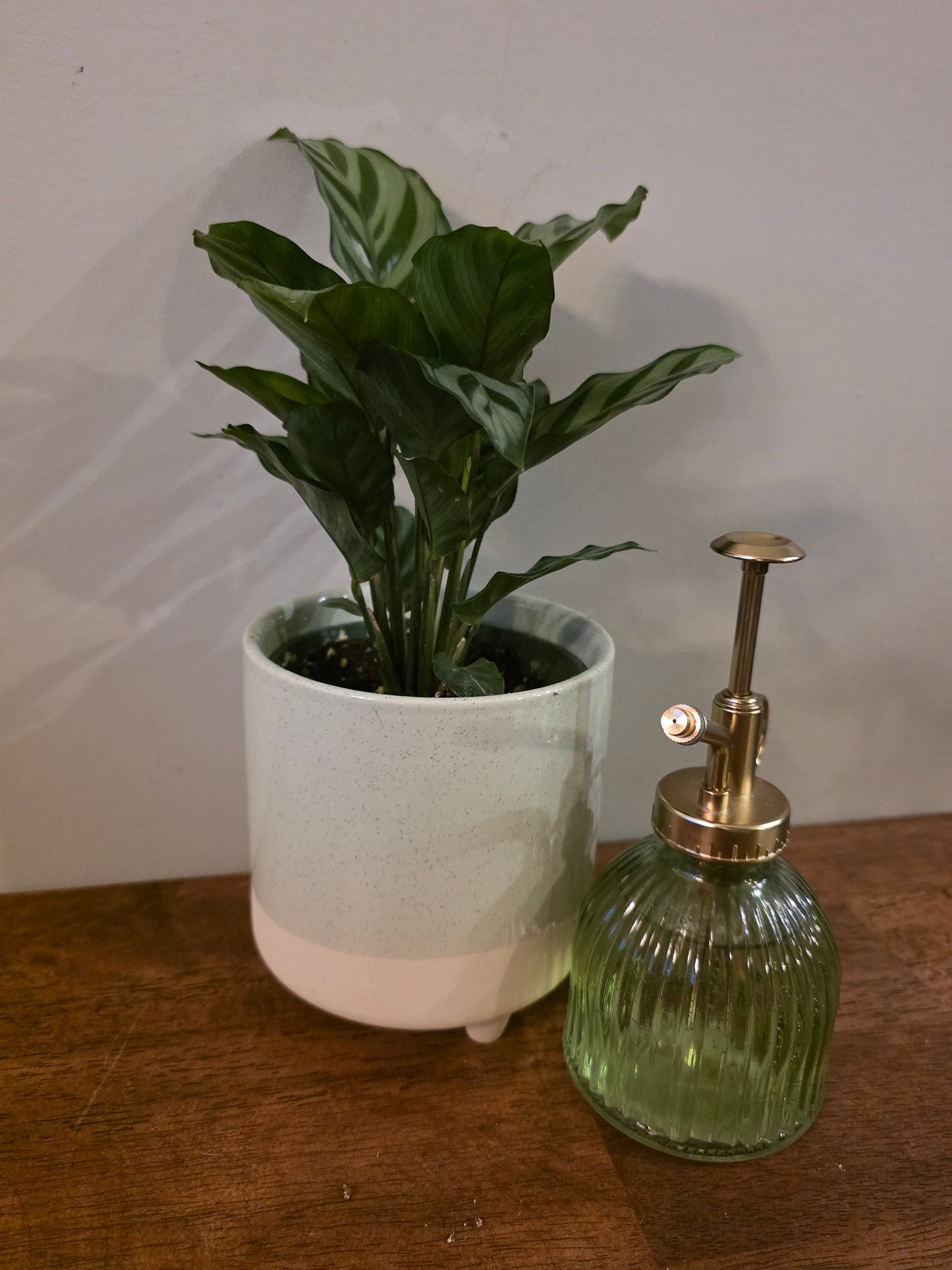 Calathea Freddie