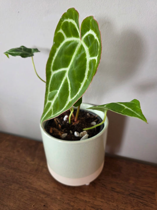 Anthurium Crystallinum