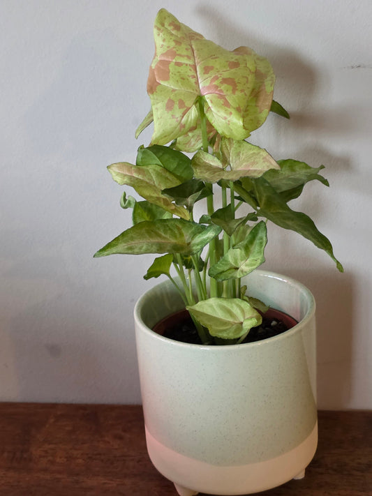 Syngonium Milk Confetti