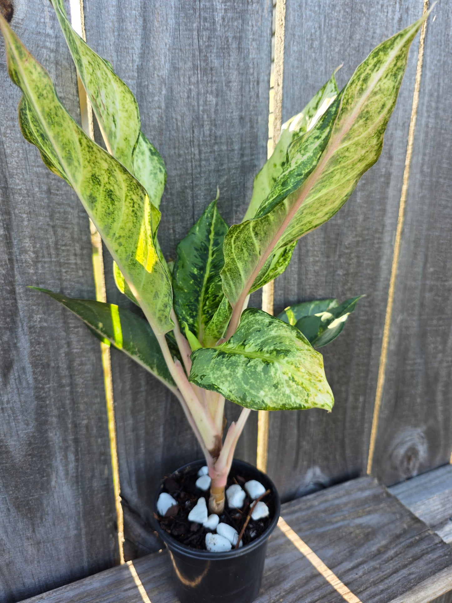 Aglaonema Lucky 4"